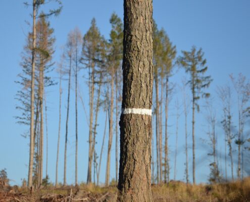 Trees affected by the bark beetle. The low-density and light colored tree crown is a symptom of the ongoing attack.