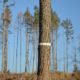 Trees affected by the bark beetle. The low-density and light colored tree crown is a symptom of the ongoing attack.